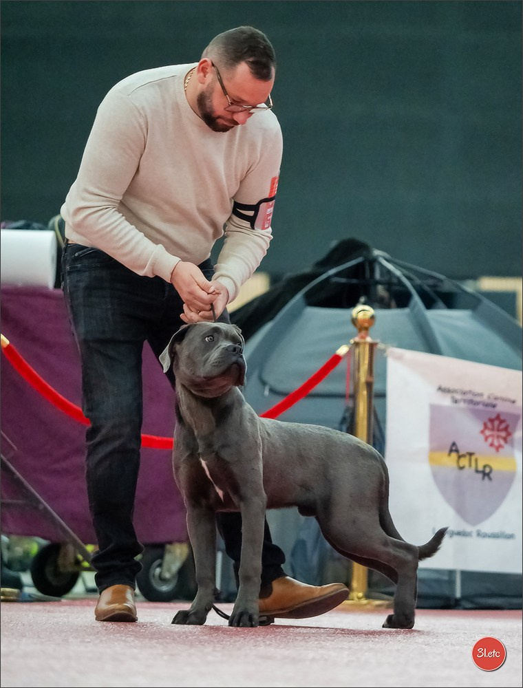 🇫🇷Exposition Canine Internationale de Perpignan. Photographe à Strasbourg | Portraits, Studio, Enfants, Événements