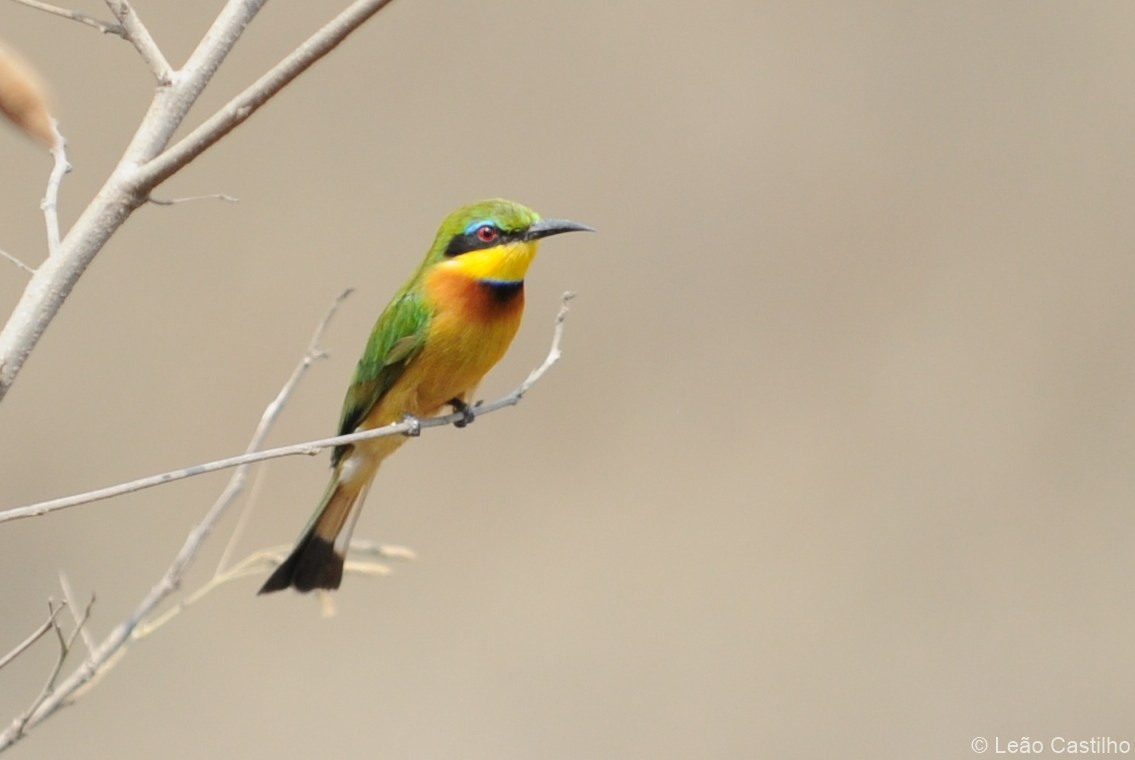 Photos of animals. Simbahalu