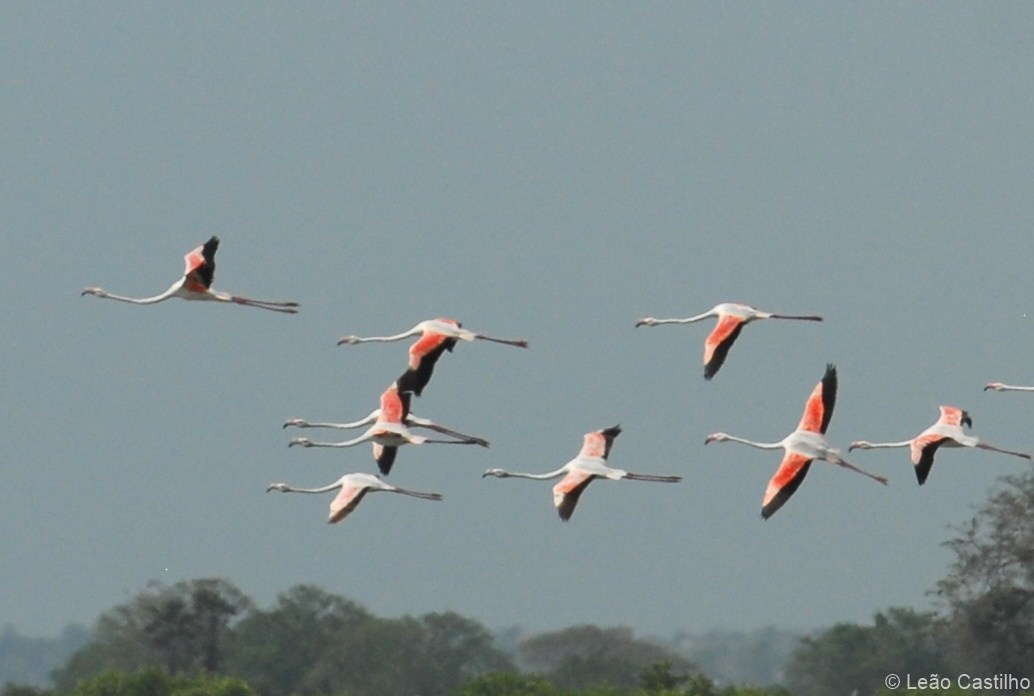 Photos of animals. Simbahalu