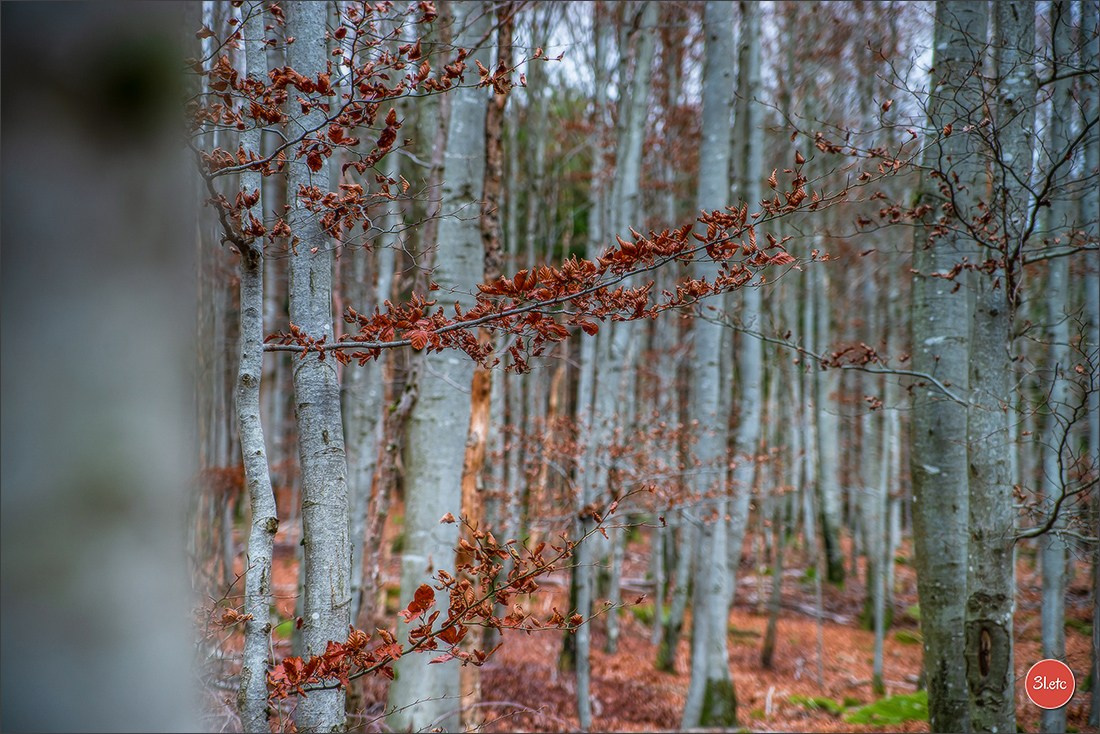 Rocher du Pfaffenlapp. Photographe à Strasbourg | Portraits, Studio, Enfants, Événements