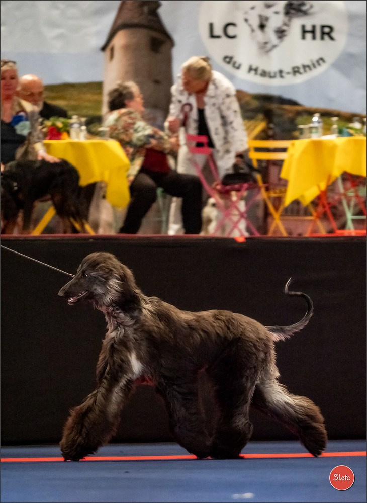 Expo canine   🇫🇷   Mulhouse 5-6/04/2025. Photographe à Strasbourg | Portraits, Studio, Enfants, Événements
