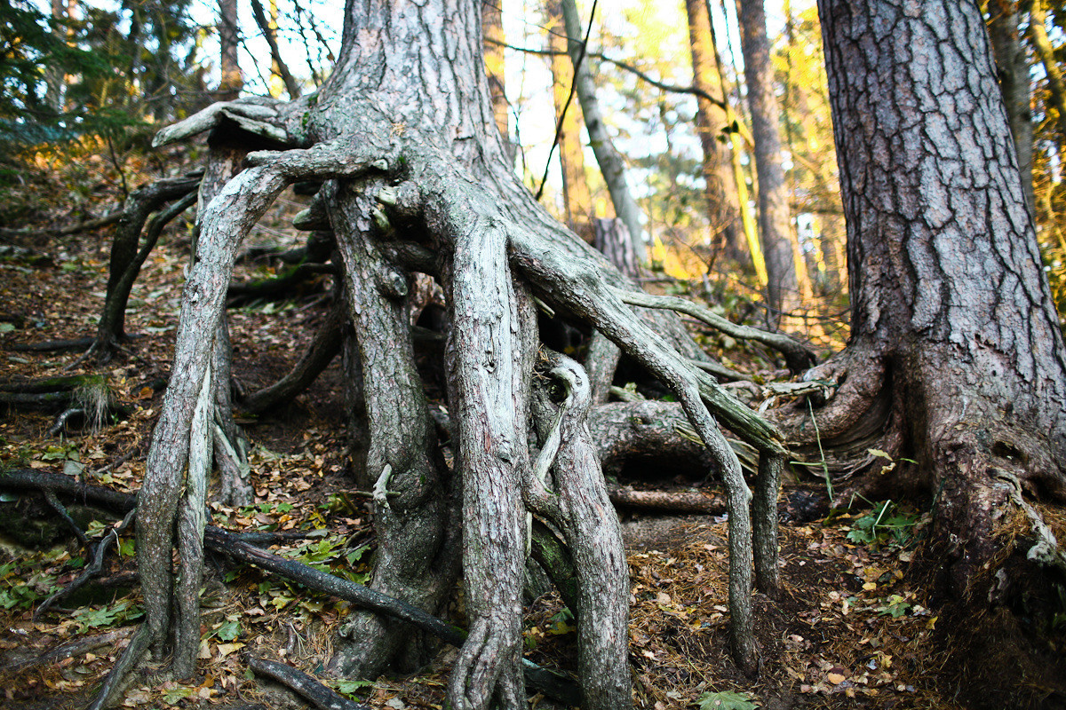 Natalie, woman of forest and sea. Виктория Дини. Арт-фотография