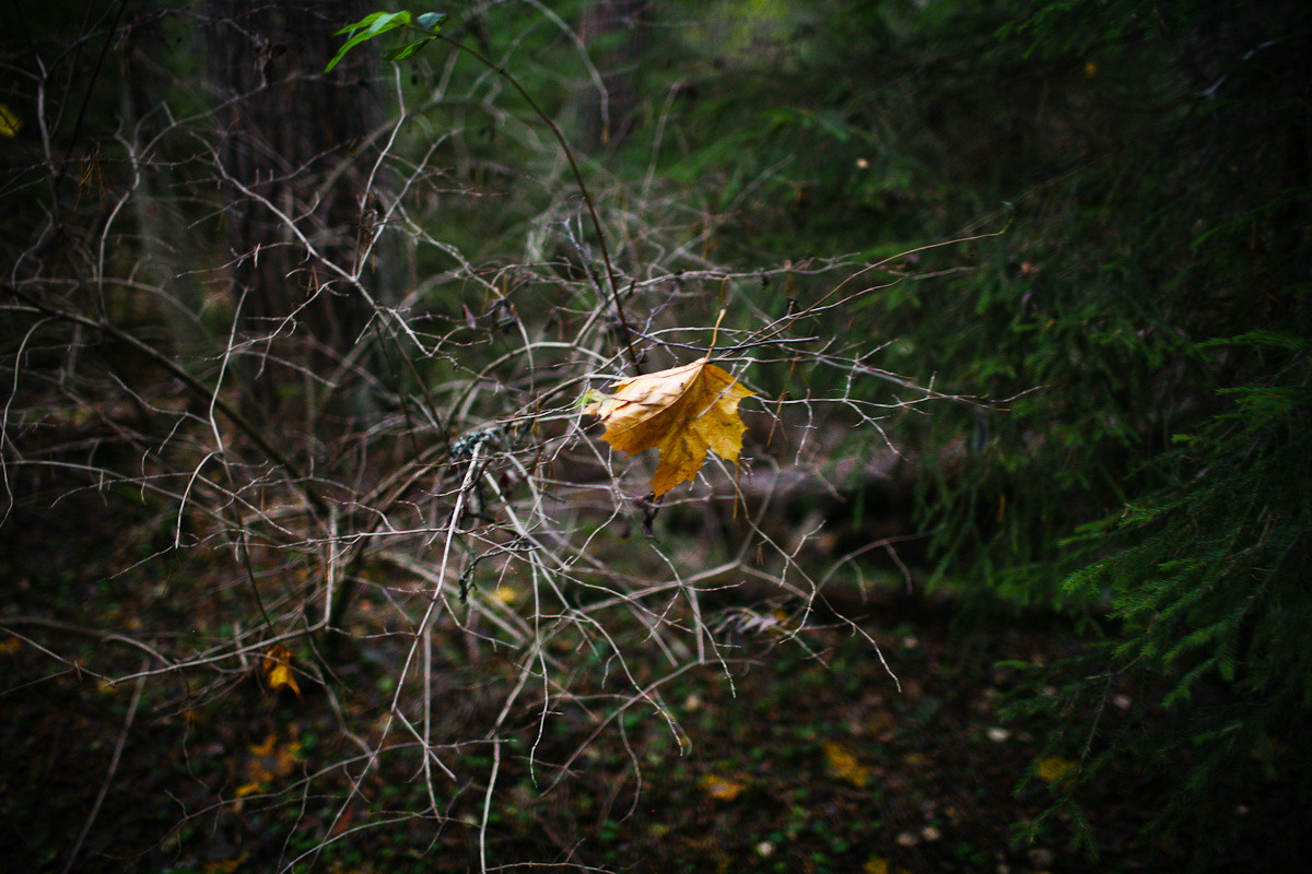 Natalie, woman of forest and sea. Виктория Дини. Арт-фотография