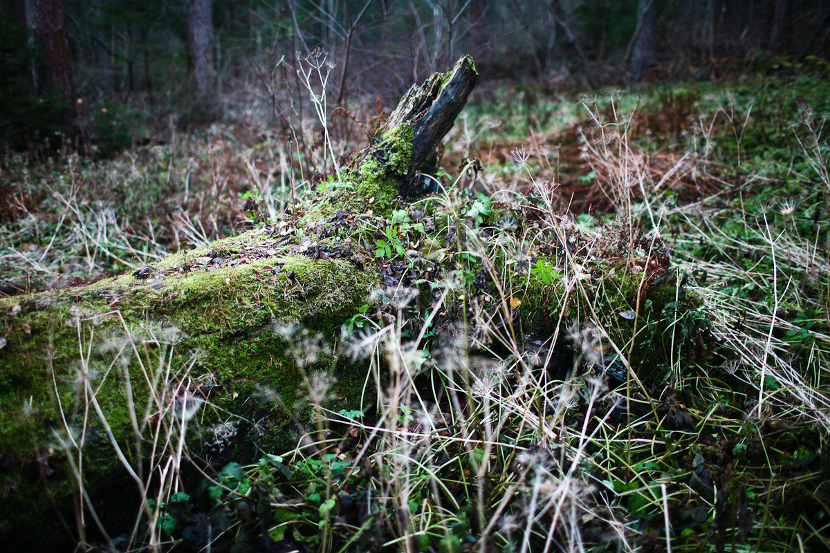 Natalie, woman of forest and sea. Виктория Дини. Арт-фотография