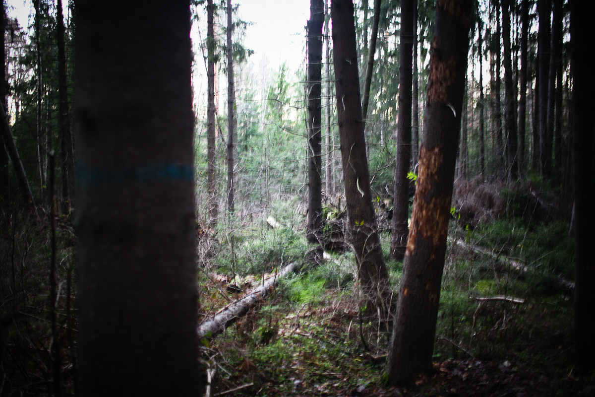 Natalie, woman of forest and sea. Виктория Дини. Арт-фотография