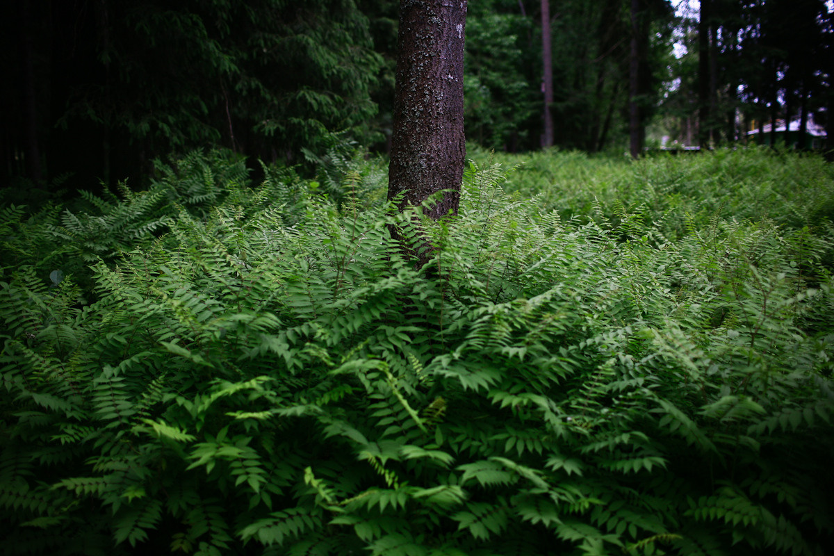 Прежде чем ты пришел. Виктория Дини. Арт-фотография