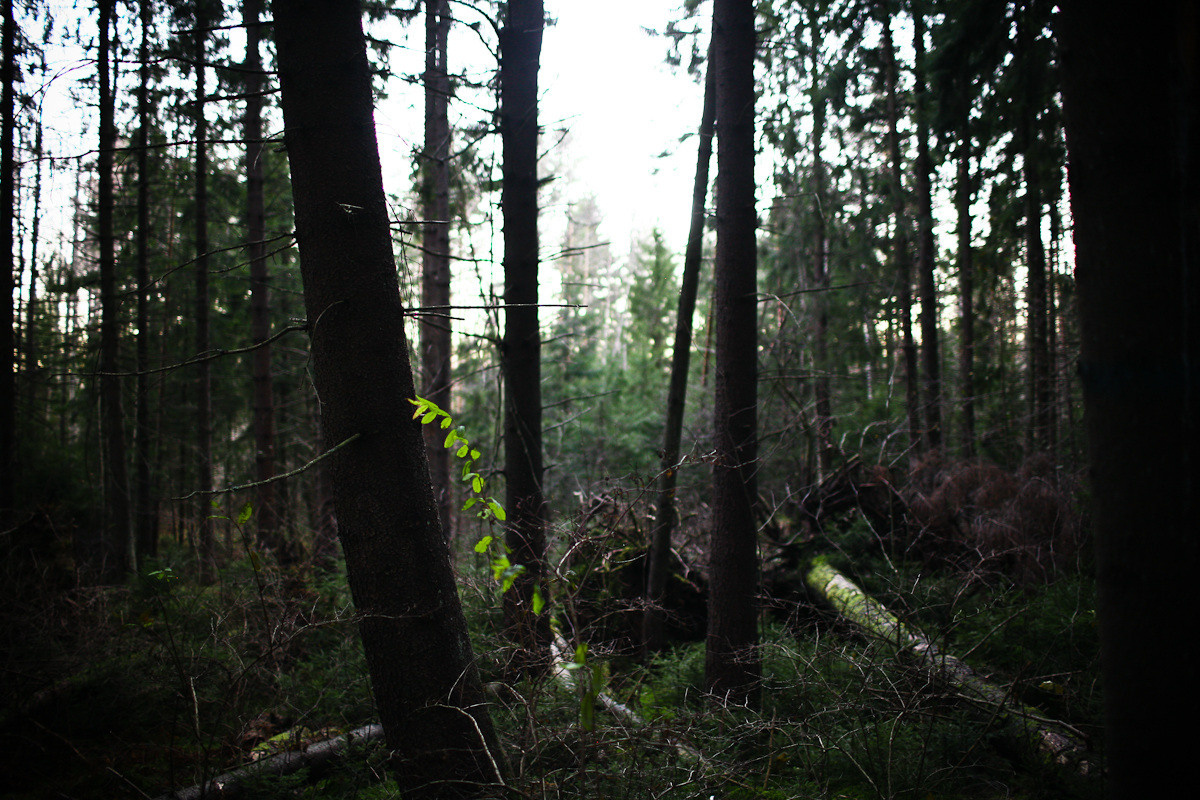 Natalie, woman of forest and sea. Виктория Дини. Арт-фотография