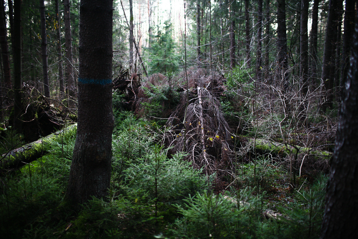 Natalie, woman of forest and sea. Виктория Дини. Арт-фотография