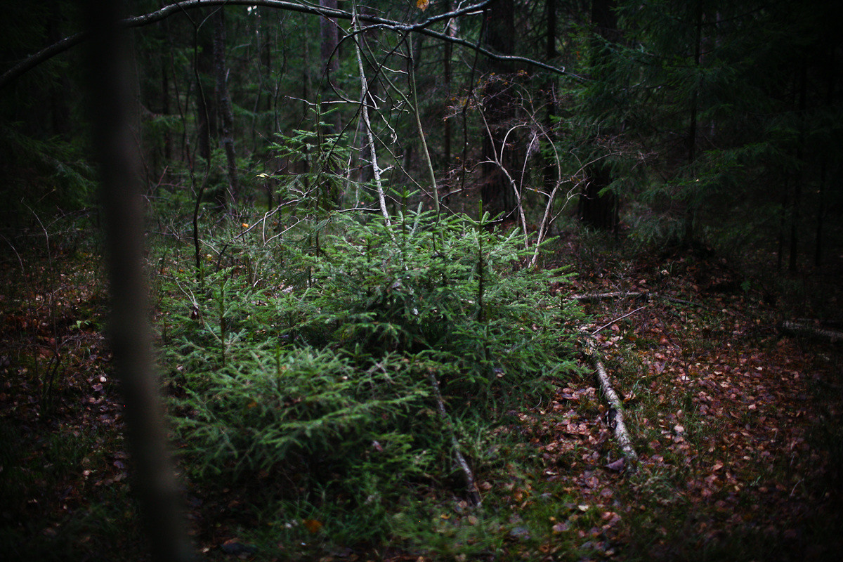 Natalie, woman of forest and sea. Виктория Дини. Арт-фотография