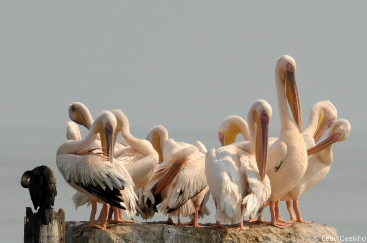 Photos of animals. Simbahalu