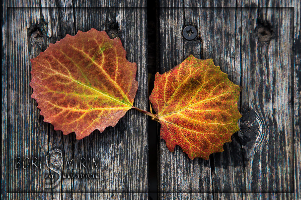 Luontokuvat. Kinosura Creative Studio Helsingissa ja Kuopiossa