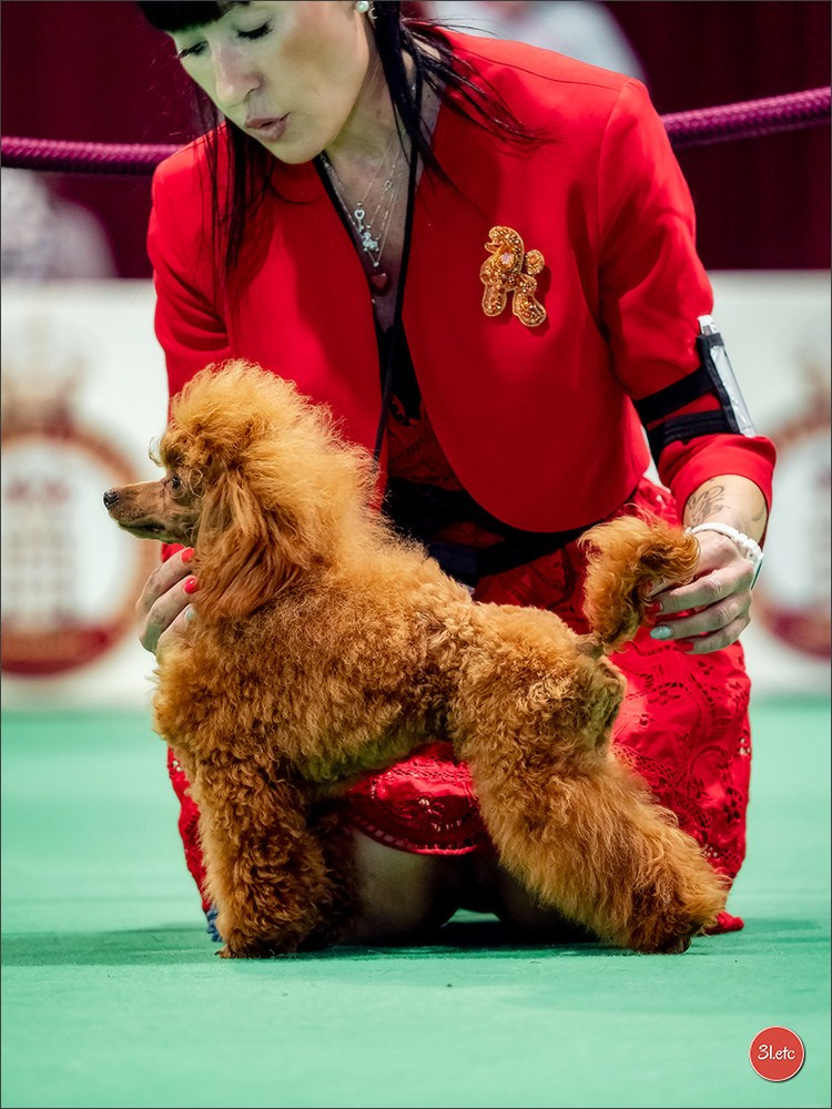 Expo canine 🇲🇨  Monaco 10-11/05/2025. Photographe à Strasbourg | Portraits, Studio, Enfants, Événements