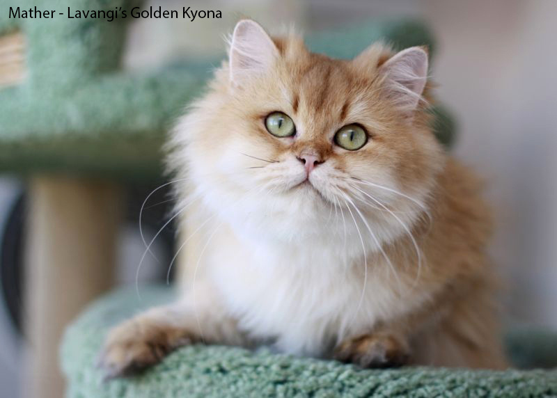 british shorthair golden, british shorthair golden cattery, british shorthair cattery greece, british golden chinchilla greece, british shorthair price, british shorthair Cyprus price, british shorthair Limassol price, cattery british shorthair Limassol, cattery british shorthair Cyprus, british shorthair kittens price, british kittens limassol, british shorthair limassol