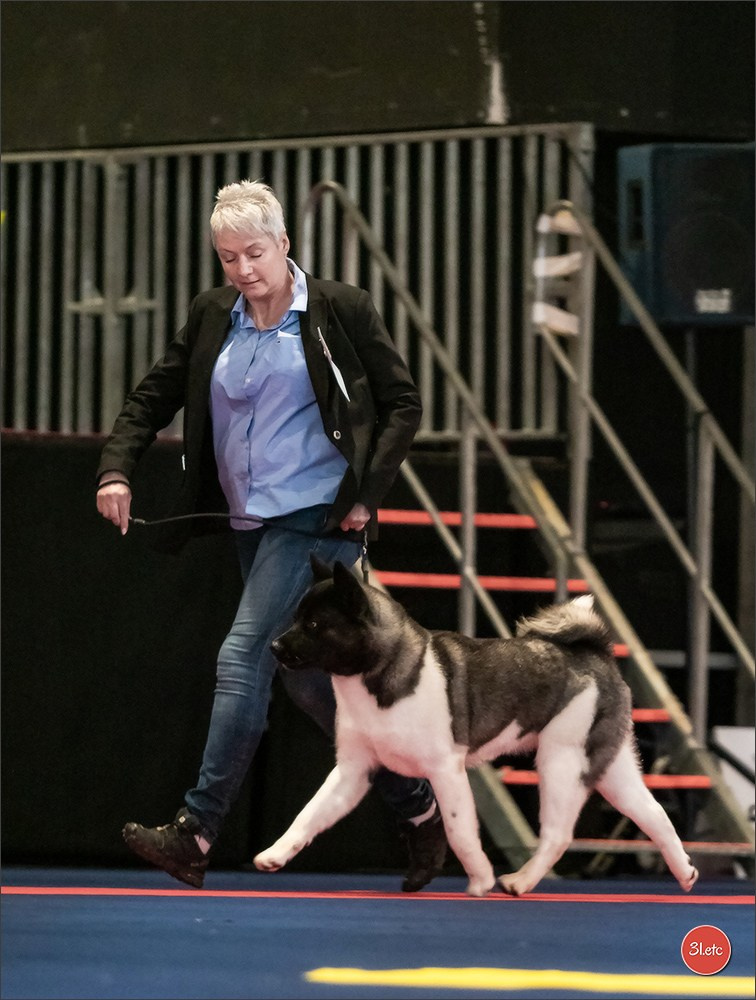 Expo canine   🇫🇷   Mulhouse 5-6/04/2025. Photographe à Strasbourg | Portraits, Studio, Enfants, Événements