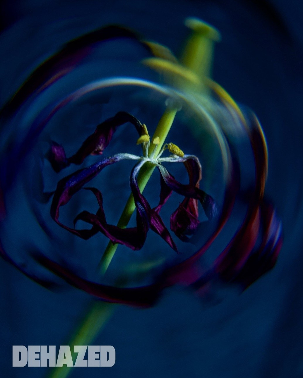 Online Publications. Jelena Kintero ART