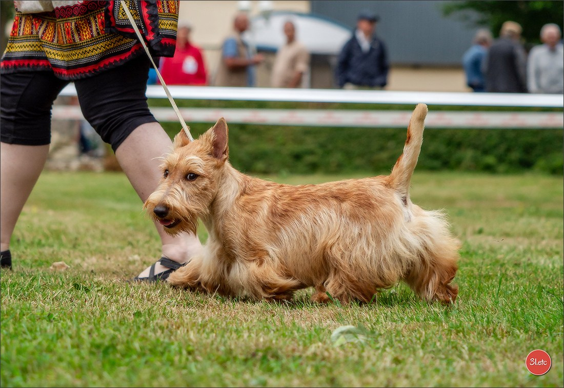 Expo canine Chartres  🇫🇷  15/06/2025. Photographe à Strasbourg | Portraits, Studio, Enfants, Événements