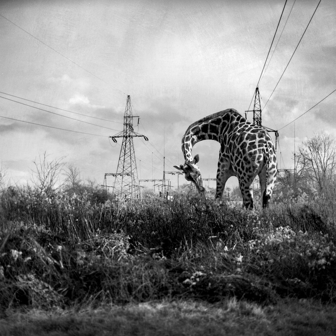 Postapokalipsa. Halina Marduła