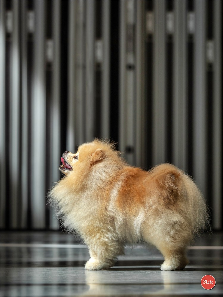 Dog Show Liege 🇧🇪 19-29/07/2025. Photographe à Strasbourg | Portraits, Studio, Enfants, Événements