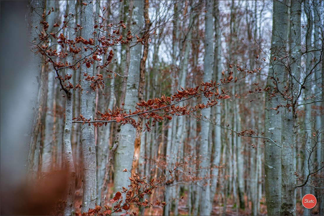 Rocher du Pfaffenlapp. Photographe à Strasbourg | Portraits, Studio, Enfants, Événements