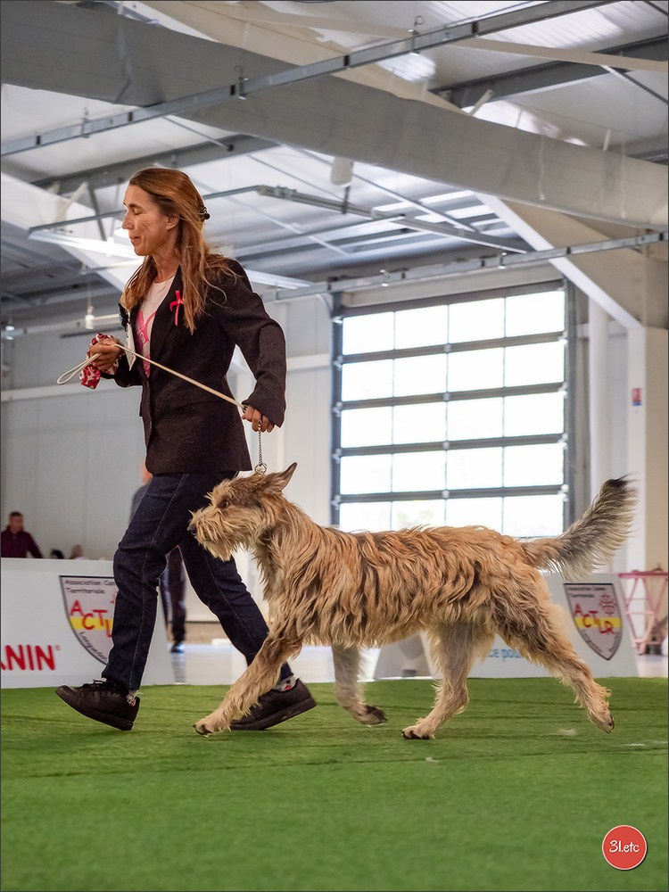 Expo canine 🇫🇷 Beziers 11-12/10/2025. Photographe à Strasbourg | Portraits, Studio, Enfants, Événements