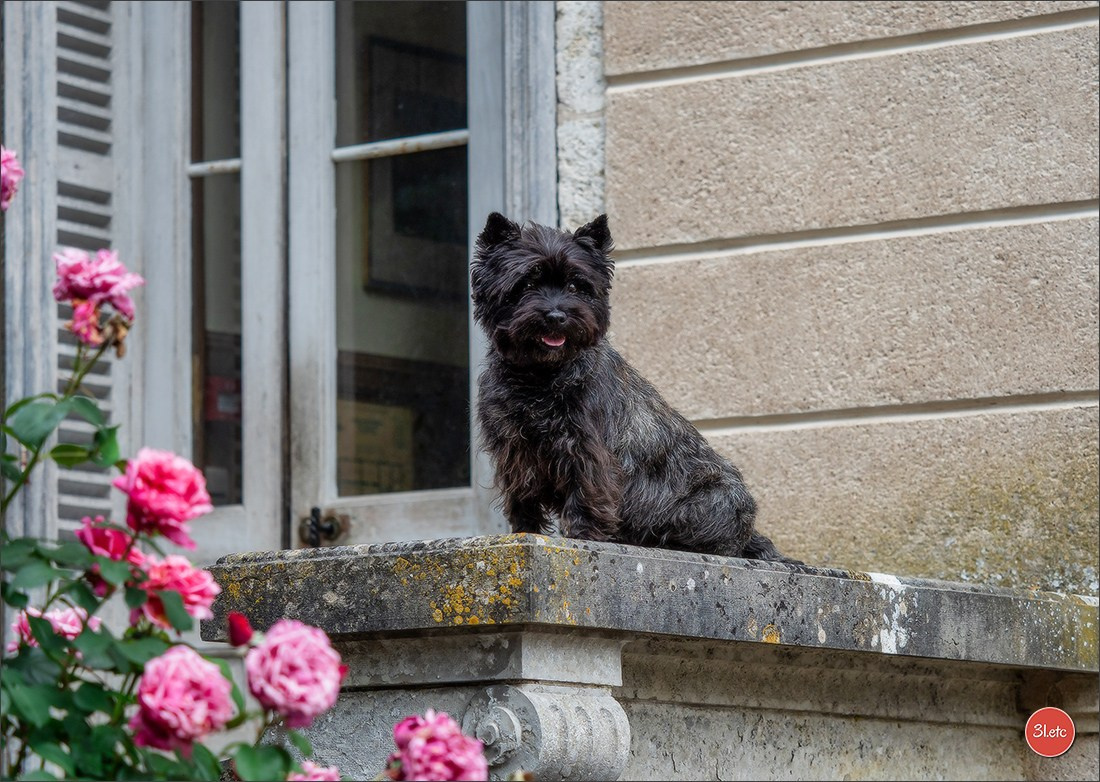 Championnat de France du chien de race  🇫🇷  DIJON (château de Brognon) 7-8/06/2025. Photographe à Strasbourg | Portraits, Studio, Enfants, Événements