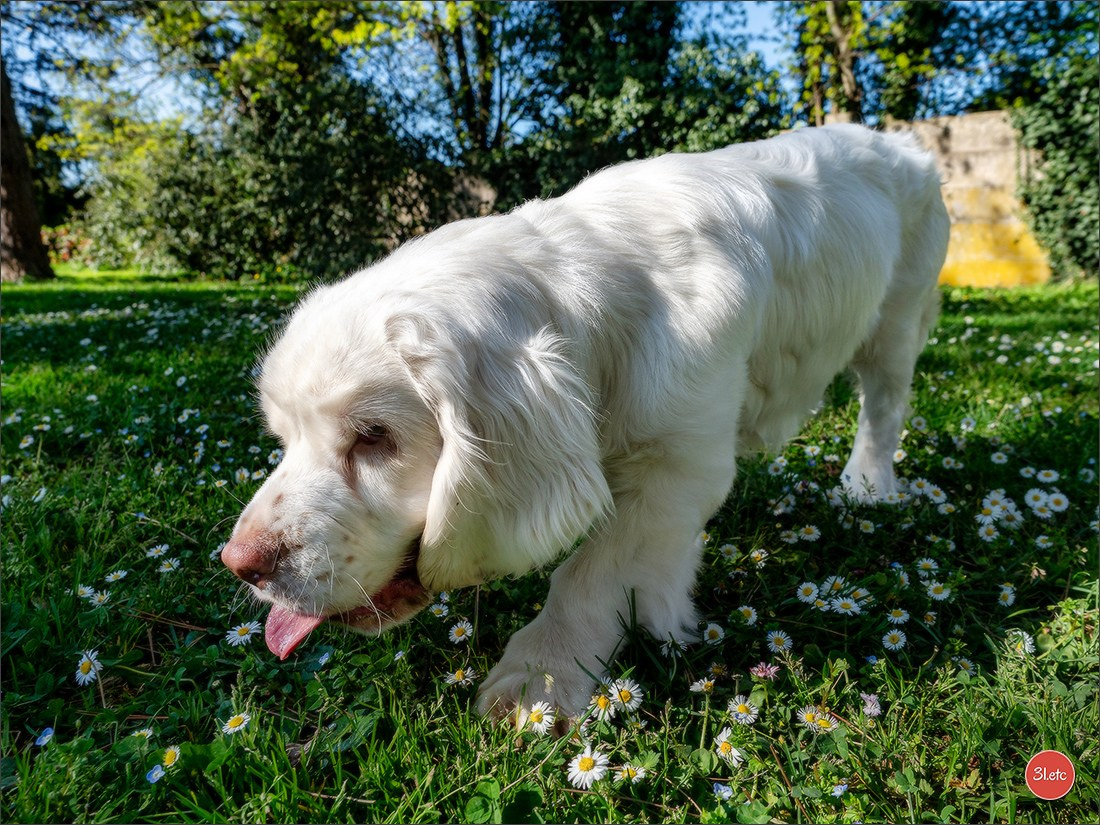 Expo canine   🇫🇷   Mulhouse 5-6/04/2025. Photographe à Strasbourg | Portraits, Studio, Enfants, Événements