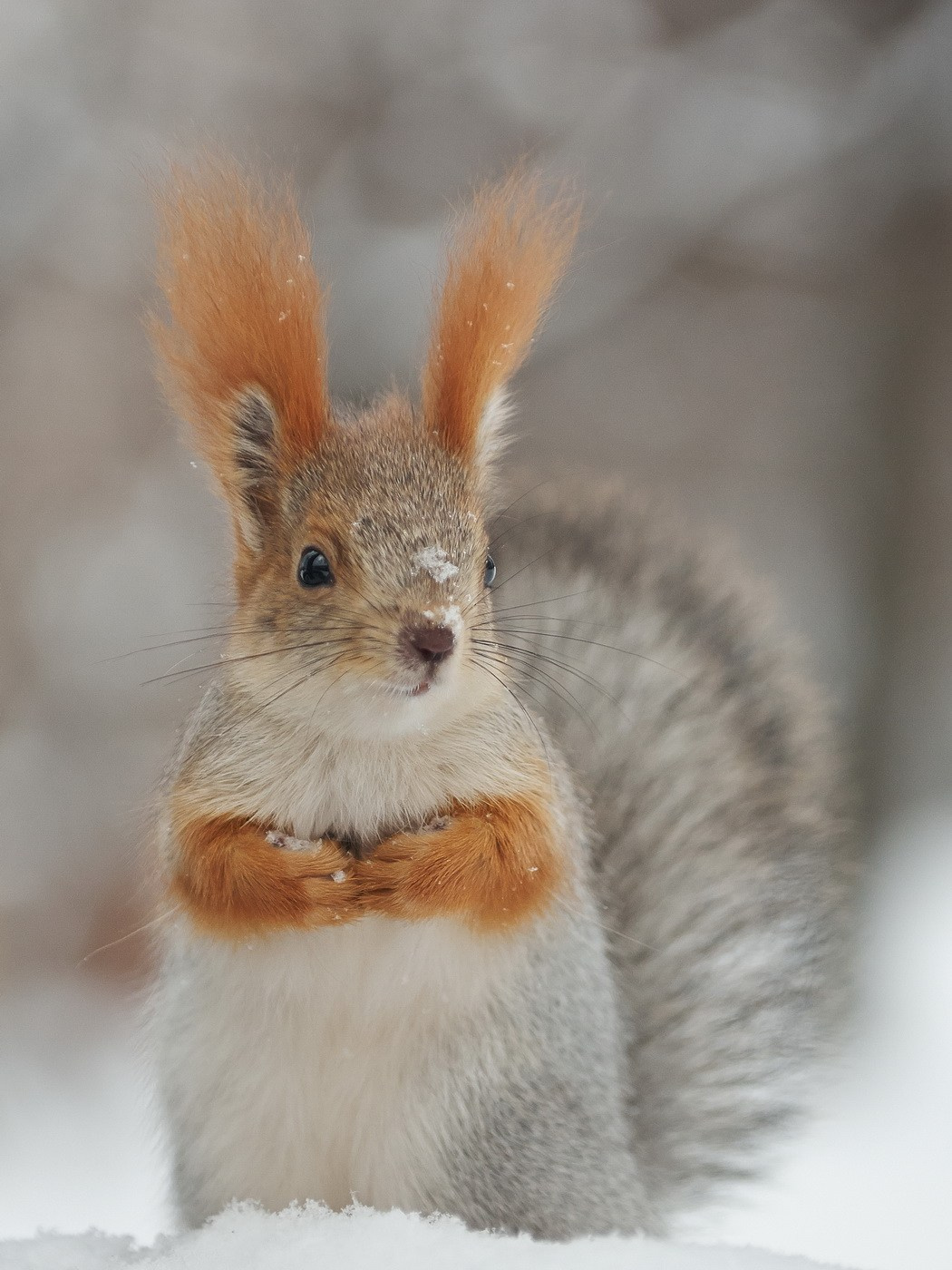 Nature & Wildlife. Yuri Popkov | Photographer