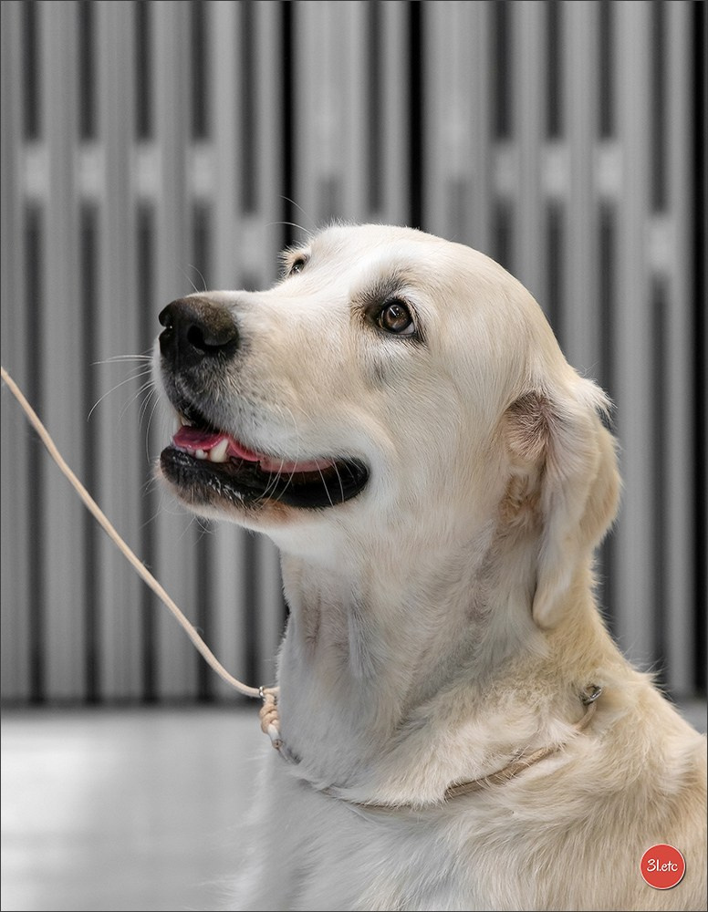 Dog Show Liege 🇧🇪 19-29/07/2025. Photographe à Strasbourg | Portraits, Studio, Enfants, Événements