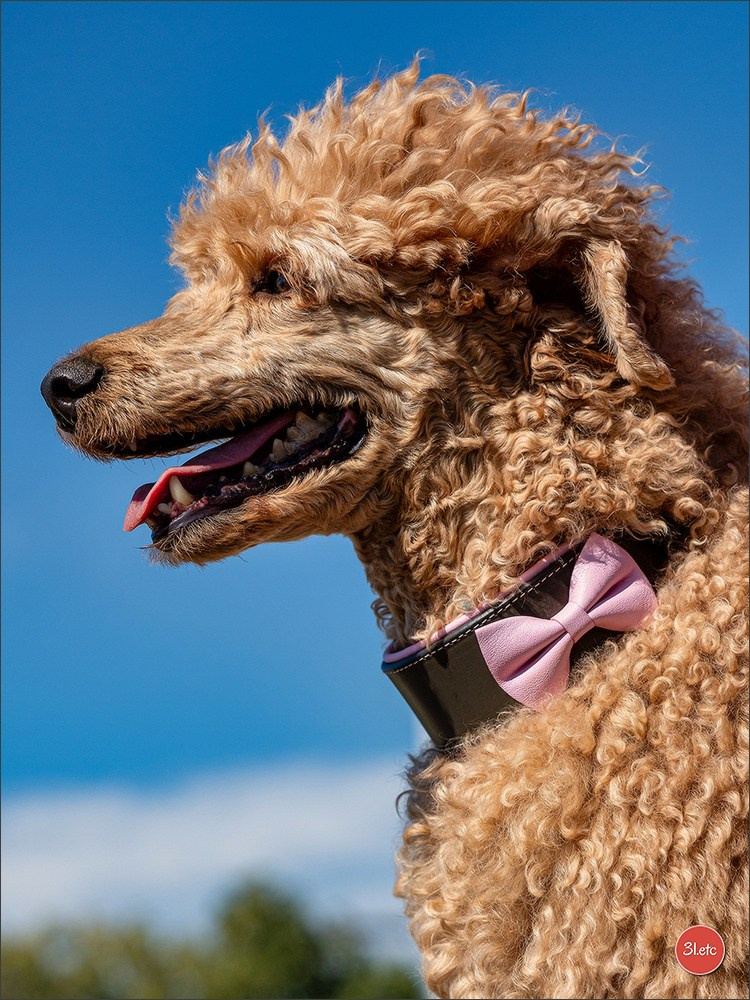 Expo canine 🇫🇷 Beziers 11-12/10/2025. Photographe à Strasbourg | Portraits, Studio, Enfants, Événements