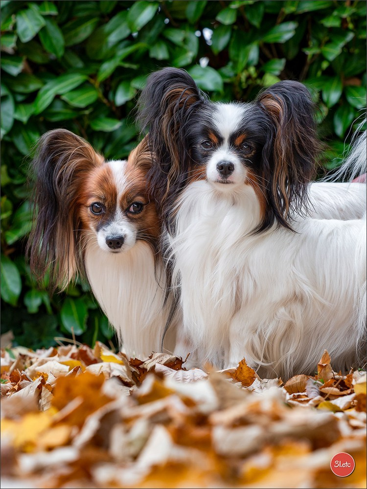 Expo canine 🇫🇷 Poitiers 18-19/10/2025. Photographe à Strasbourg | Portraits, Studio, Enfants, Événements