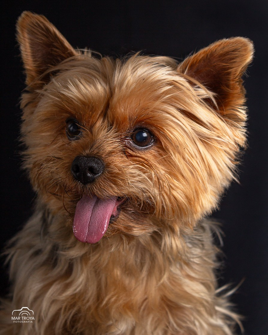 Fotos con huella, fotografía de perros y mascotas en Sevilla