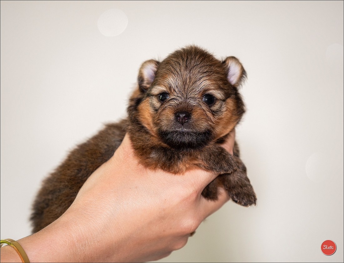Championnat de France du chien de race  🇫🇷  DIJON (château de Brognon) 7-8/06/2025. Photographe à Strasbourg | Portraits, Studio, Enfants, Événements
