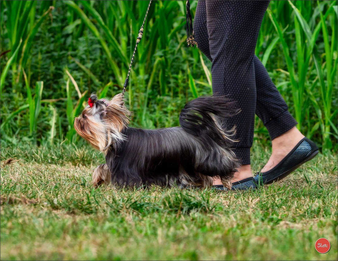 Dog Show Hallbergmoos  🇩🇪  11-13/07/2025. Photographe à Strasbourg | Portraits, Studio, Enfants, Événements