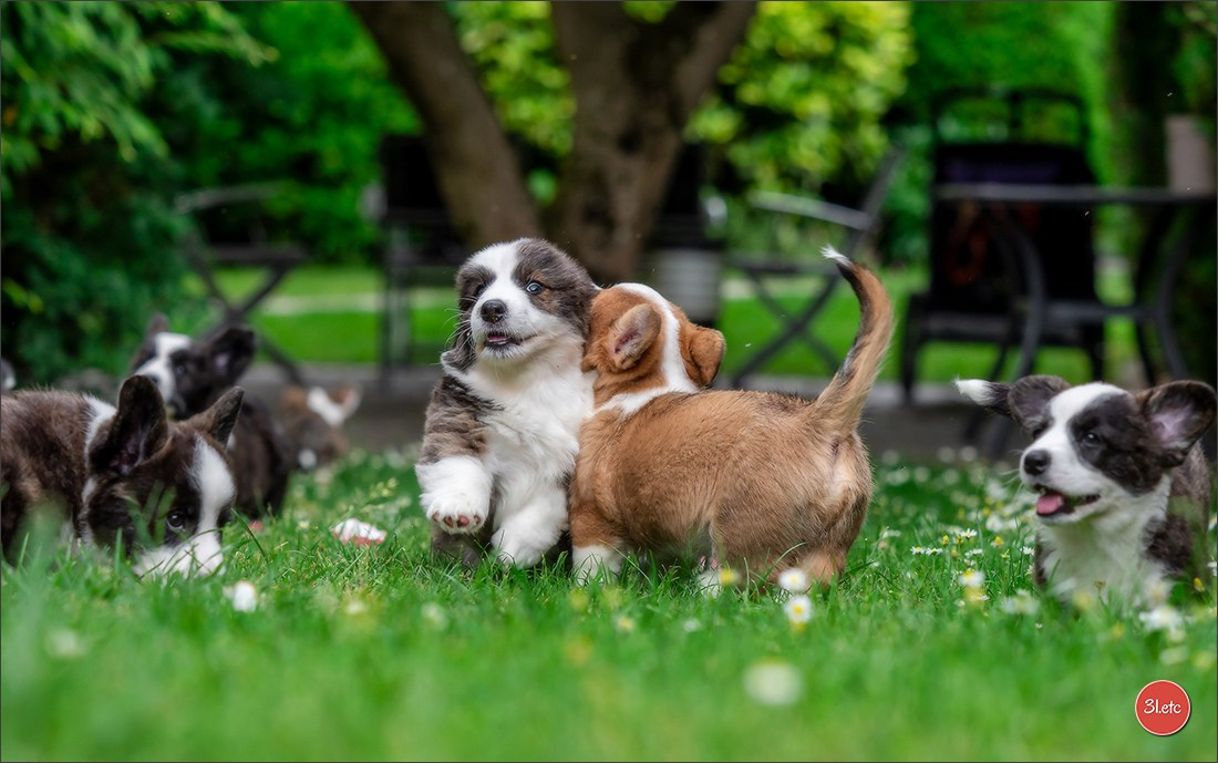 Puppies 03/06/2025. Photographe à Strasbourg | Portraits, Studio, Enfants, Événements