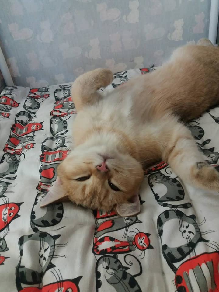 έκθεση γάτας στην Ελλάδα, έκθεση γάτας στην Αθήνα, έκθεση γάτας 2019, βρετανικά γατάκια Ελλάδα, βρετανικά γατάκια Κύπρος, βρετανική γάτα Λεμεσός, βρετανική γάτα Κύπρος, εκτροφείο βρετανικής γάτας Κύπρος, εκτροφείο βρετανικής γάτας Λεμεσός, εκτροφείο βρετανικής γάτας Λάρνακα, εκτροφείο βρετανικής κοντότριχης γάτας στην Αθήνα, εκτροφείο βρετανικής κοντότριχης στην Ελλάδα, βρετανική κοντότριχη γάτα τιμή