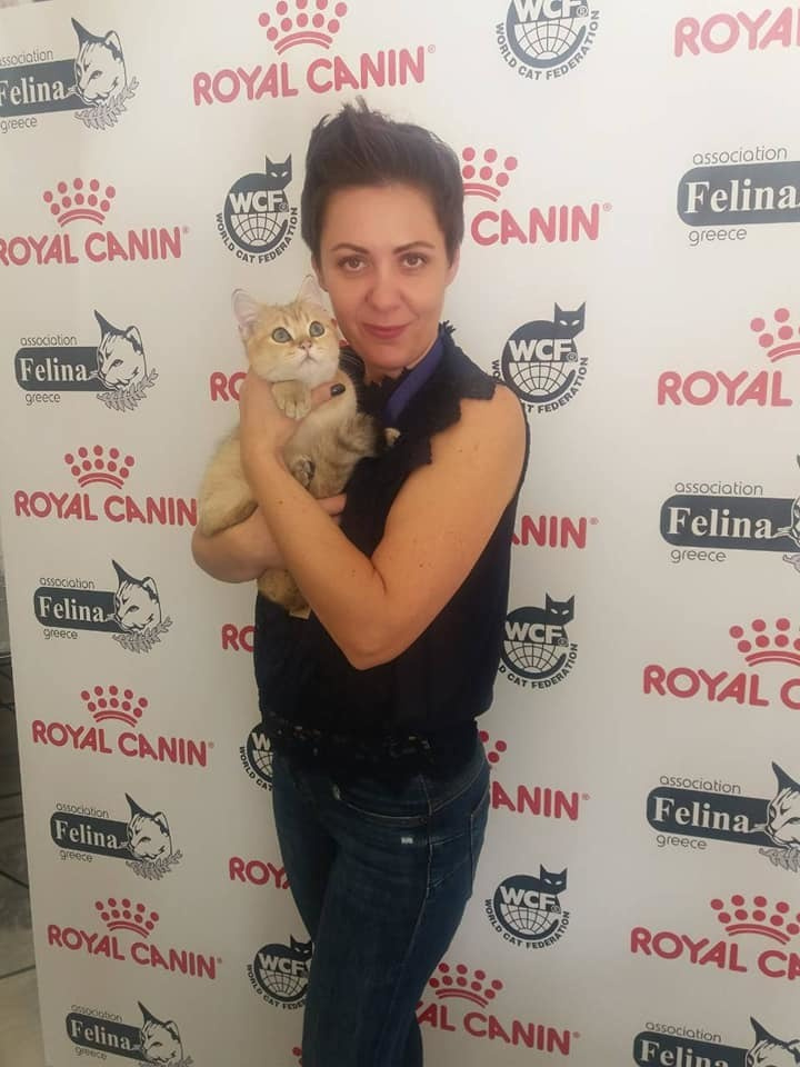 έκθεση γάτας στην Ελλάδα, έκθεση γάτας στην Αθήνα, έκθεση γάτας 2019, βρετανικά γατάκια Ελλάδα, βρετανικά γατάκια Κύπρος, βρετανική γάτα Λεμεσός, βρετανική γάτα Κύπρος, εκτροφείο βρετανικής γάτας Κύπρος, εκτροφείο βρετανικής γάτας Λεμεσός, εκτροφείο βρετανικής γάτας Λάρνακα, εκτροφείο βρετανικής κοντότριχης γάτας στην Αθήνα, εκτροφείο βρετανικής κοντότριχης στην Ελλάδα, βρετανική κοντότριχη γάτα τιμή