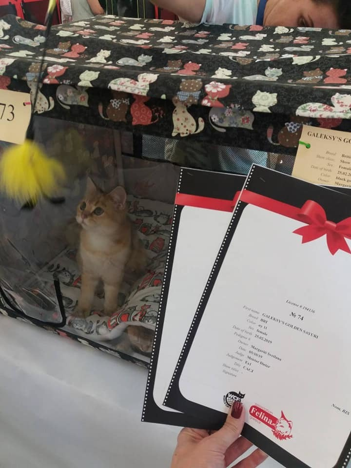 έκθεση γάτας στην Ελλάδα, έκθεση γάτας στην Αθήνα, έκθεση γάτας 2019, βρετανικά γατάκια Ελλάδα, βρετανικά γατάκια Κύπρος, βρετανική γάτα Λεμεσός, βρετανική γάτα Κύπρος, εκτροφείο βρετανικής γάτας Κύπρος, εκτροφείο βρετανικής γάτας Λεμεσός, εκτροφείο βρετανικής γάτας Λάρνακα, εκτροφείο βρετανικής κοντότριχης γάτας στην Αθήνα, εκτροφείο βρετανικής κοντότριχης στην Ελλάδα, βρετανική κοντότριχη γάτα τιμή