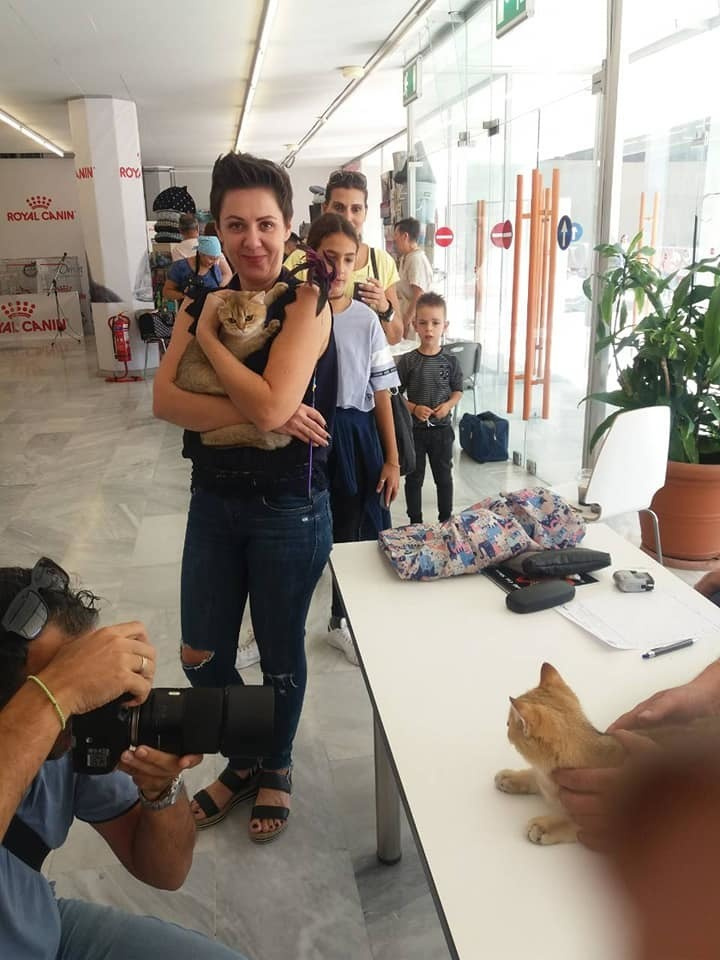 έκθεση γάτας στην Ελλάδα, έκθεση γάτας στην Αθήνα, έκθεση γάτας 2019, βρετανικά γατάκια Ελλάδα, βρετανικά γατάκια Κύπρος, βρετανική γάτα Λεμεσός, βρετανική γάτα Κύπρος, εκτροφείο βρετανικής γάτας Κύπρος, εκτροφείο βρετανικής γάτας Λεμεσός, εκτροφείο βρετανικής γάτας Λάρνακα, εκτροφείο βρετανικής κοντότριχης γάτας στην Αθήνα, εκτροφείο βρετανικής κοντότριχης στην Ελλάδα, βρετανική κοντότριχη γάτα τιμή