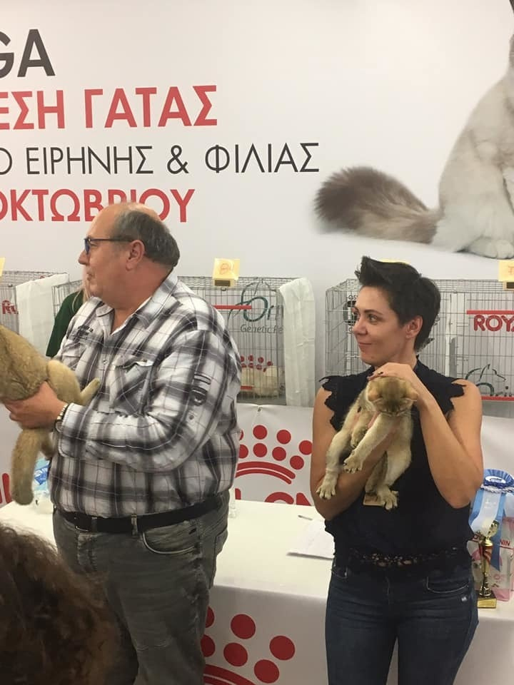 έκθεση γάτας στην Ελλάδα, έκθεση γάτας στην Αθήνα, έκθεση γάτας 2019, βρετανικά γατάκια Ελλάδα, βρετανικά γατάκια Κύπρος, βρετανική γάτα Λεμεσός, βρετανική γάτα Κύπρος, εκτροφείο βρετανικής γάτας Κύπρος, εκτροφείο βρετανικής γάτας Λεμεσός, εκτροφείο βρετανικής γάτας Λάρνακα, εκτροφείο βρετανικής κοντότριχης γάτας στην Αθήνα, εκτροφείο βρετανικής κοντότριχης στην Ελλάδα, βρετανική κοντότριχη γάτα τιμή