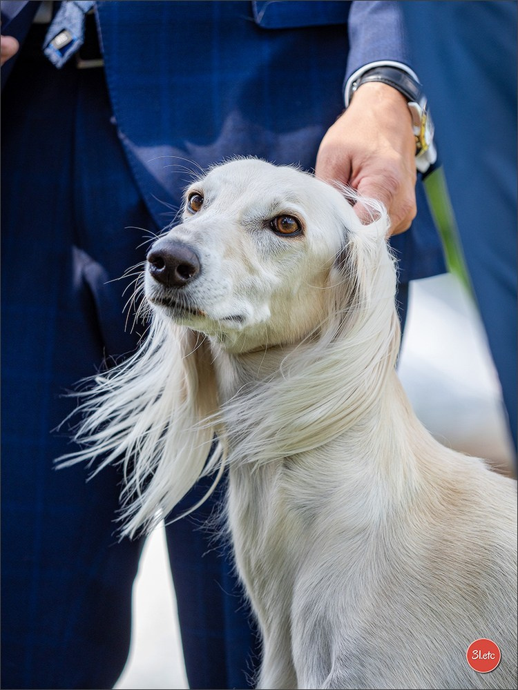 Dog Show Hallbergmoos  🇩🇪  11-13/07/2025. Photographe à Strasbourg | Portraits, Studio, Enfants, Événements