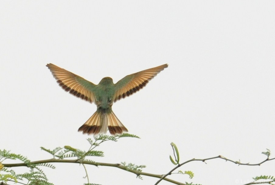 Photos of animals. Simbahalu