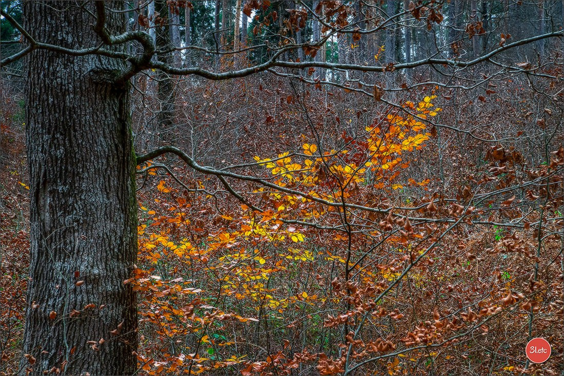 Rocher du Pfaffenlapp. Photographe à Strasbourg | Portraits, Studio, Enfants, Événements
