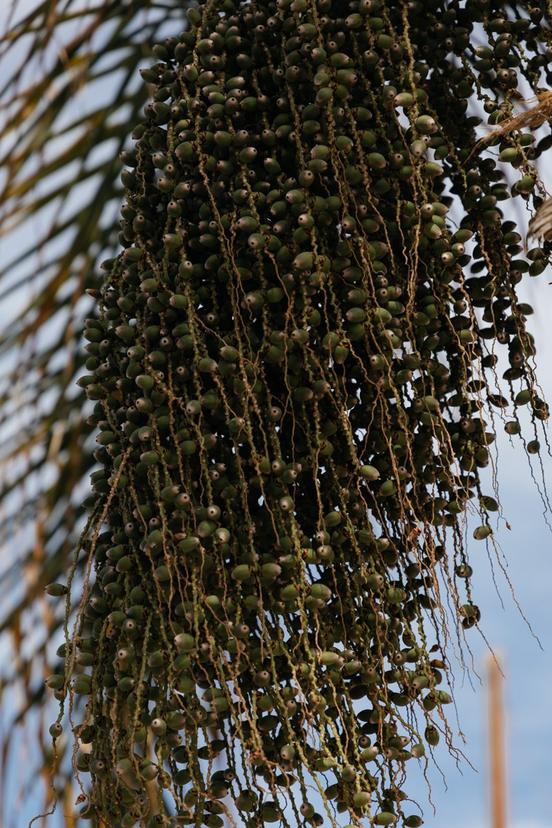 Подвійне хрещення R & Z. Весільний фотограф у Нідерландах та Європі — Тіна Ялóва
