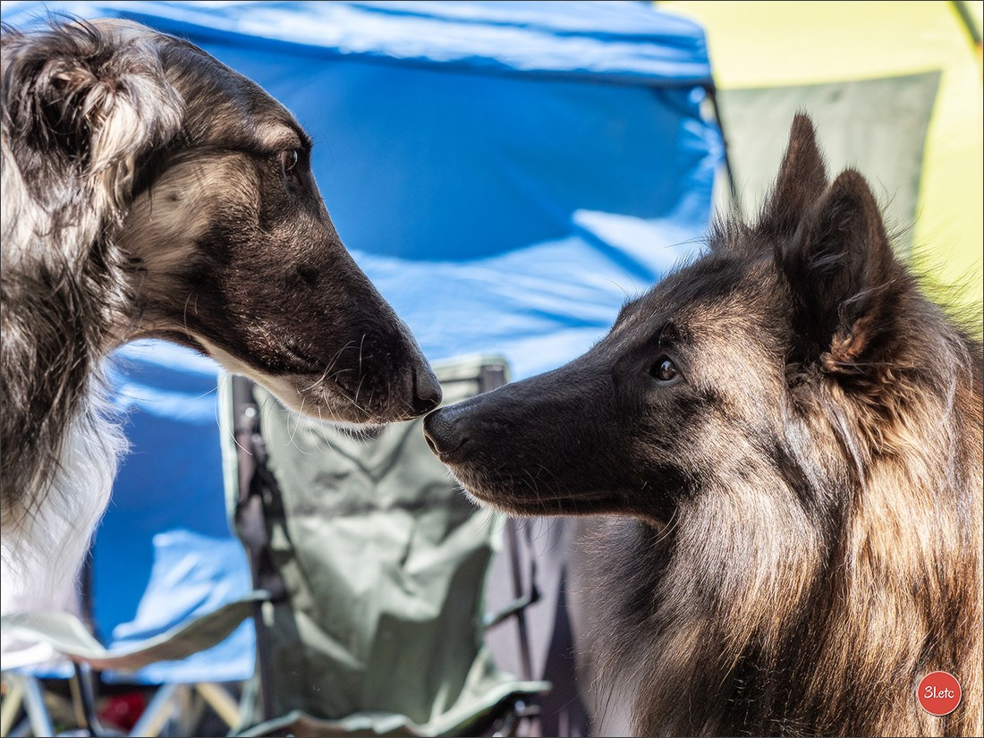 Dog Show Hallbergmoos  🇩🇪  11-13/07/2025. Photographe à Strasbourg | Portraits, Studio, Enfants, Événements