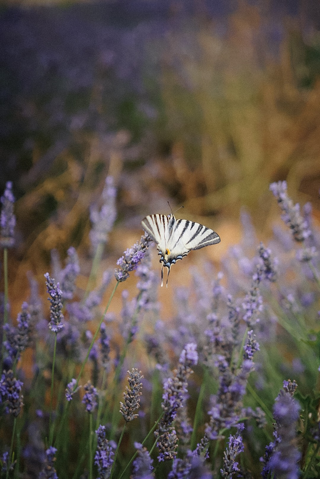 Le Verdon (Quinson, Esparron). Photographe à la Seyne sur Mer, Var