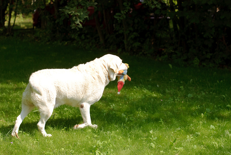 Dacha stories. Victoria Dini. Art photography in London / Folkestone, UK
