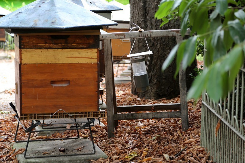 Les abeilles de Paris. Natalia Bogdanovska. Films et photographie corporate en France