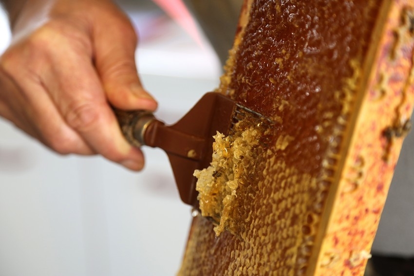 Les abeilles de Paris. Natalia Bogdanovska. Films et photographie corporate en France