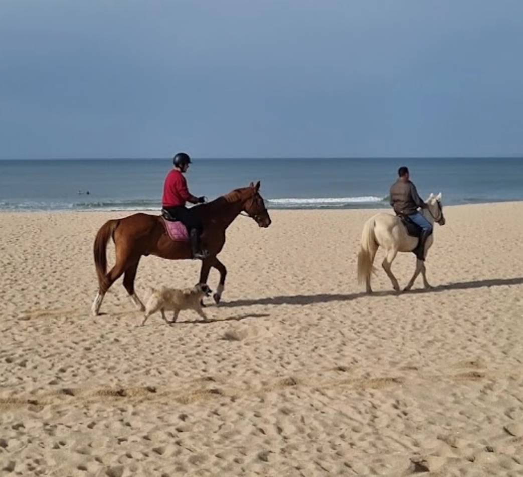 Eco Salgados Agroturismo | Opiniões. Passeios a Cavalo na Praia Peniche | Eco Salgados Agroturismo