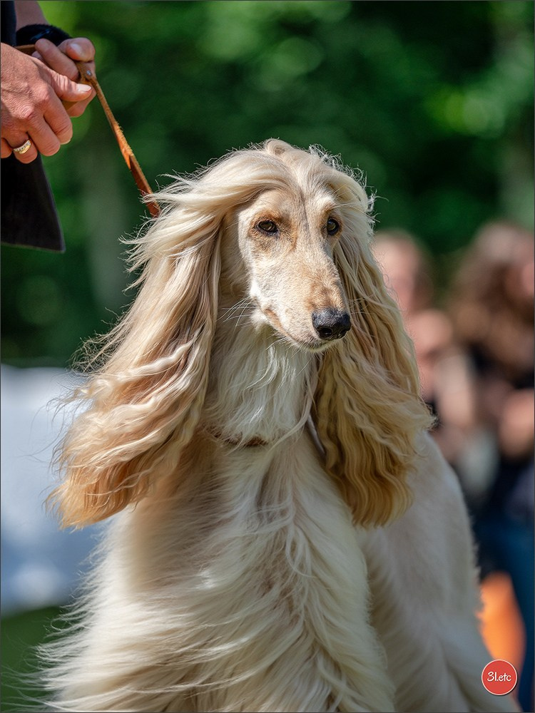 Dog Show Hallbergmoos  🇩🇪  11-13/07/2025. Photographe à Strasbourg | Portraits, Studio, Enfants, Événements
